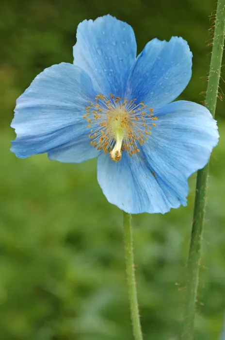 Framed Print : Flower of blue poppy -Meconopsis sheldonii-