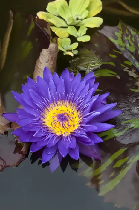Framed Print : Flower of a Cape Blue Water Lily -Nymphaea capensis-, with an Edible Frog -Pelophylax esculentus- above the flower, Bavaria, Germany Framed Print : Flower of a Cape Blue Water Lily -Nymphaea capensis-, with an Edible Frog -Pelophylax esculentus- above the flower, Bavaria, Germany