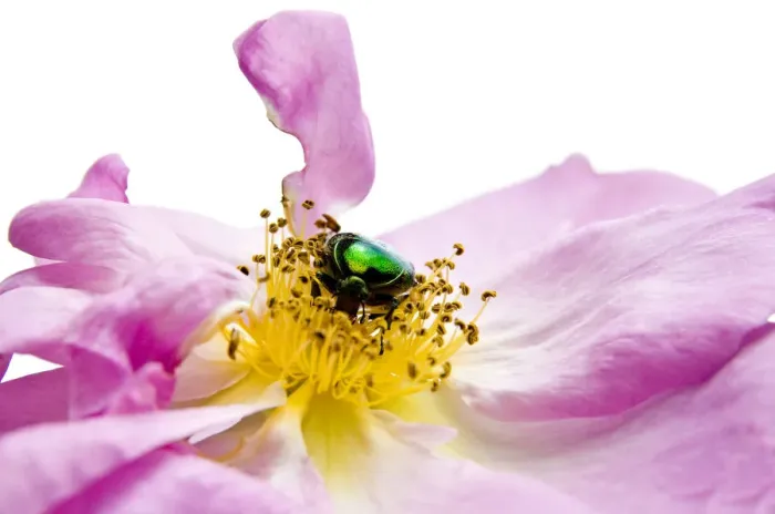 Framed Print : Flower chafer (Cetoniinae) on rose Framed Print : Flower chafer (Cetoniinae) on rose