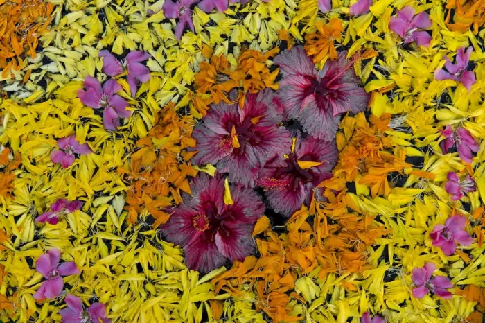 Framed Print : Flower decoration in the water, Kerala, India Framed Print : Flower decoration in the water, Kerala, India