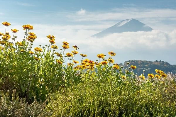 Flower and Fuji