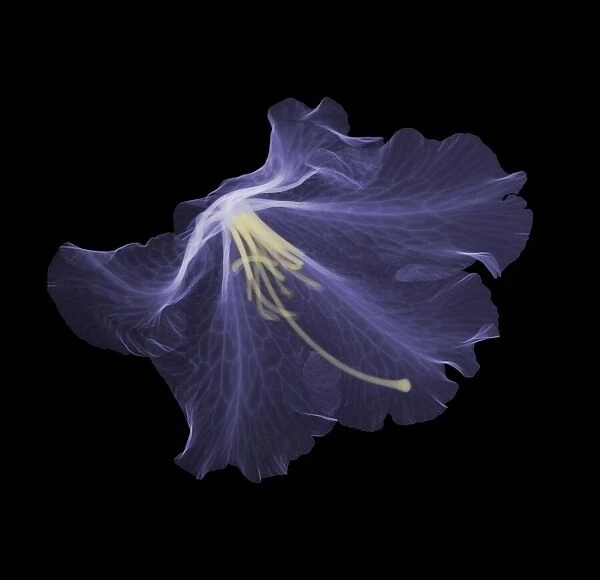 Flower head (Rhododendron germania), X-ray