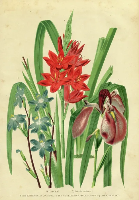 Framed Print : Flower Iridaceae engraving