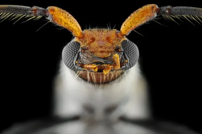 Framed Print : Flower Longhorn Beetle Framed Print : Flower Longhorn Beetle