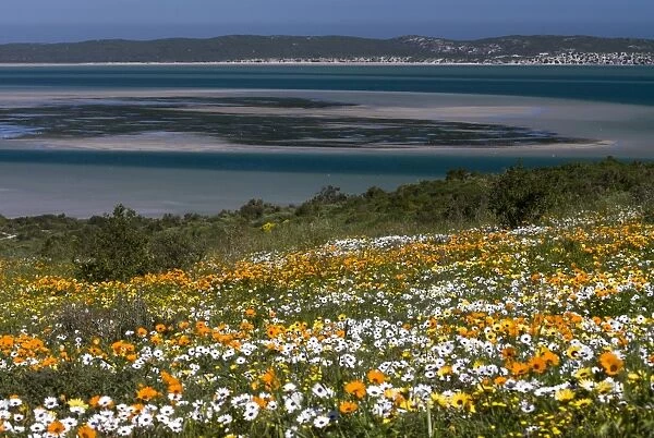 Flower meadow with African Daisy or Cape Marigold -Osteospermum ecklonis- and Livingstone Daisy -Dorotheanthus bellidiformis-, coast, West Coast National Park, Western Cape Province, South Africa