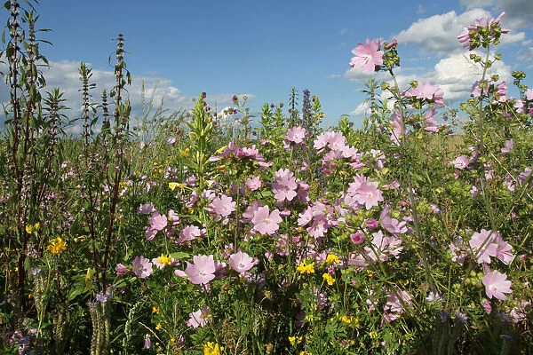 Flower meadow, Allgaeu, Bavaria, Germany, Europe