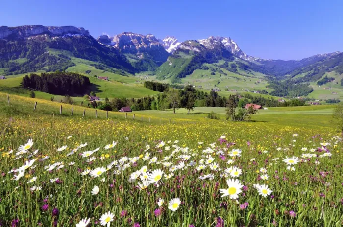 Framed Print : Flower meadow in the Appenzell region, with views of the Alpstein massif with Mt Santis and Mt Altmann, Canton of Appenzell Innerrhoden, Appenzell, Switzerland Framed Print : Flower meadow in the Appenzell region, with views of the Alpstein massif with Mt Santis and Mt Altmann, Canton of Appenzell Innerrhoden, Appenzell, Switzerland