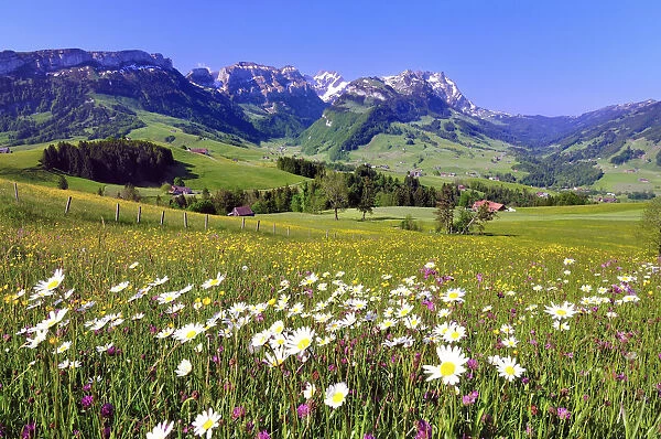 Flower meadow in the Appenzell region, with views of the Alpstein massif with Mt Santis and Mt Altmann, Canton of Appenzell Innerrhoden, Appenzell, Switzerland