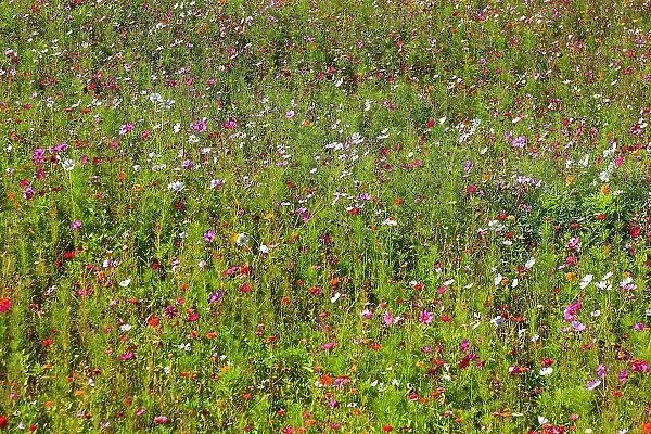 Flower meadow, biotope meadow, Jardins du Manoir d'Eyrignac, Gardens of the Manoir d Eyrignac, Salignac-Eyvigues, Perigord noir, Aquitaine region, Dordogne department, France