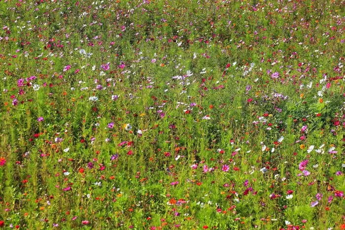 Framed Print : Flower meadow, biotope meadow, Jardins du Manoir d'Eyrignac, Gardens of the Manoir d Eyrignac, Salignac-Eyvigues, Perigord noir, Aquitaine region, Dordogne department, France Framed Print : Flower meadow, biotope meadow, Jardins du Manoir d'Eyrignac, Gardens of the Manoir d Eyrignac, Salignac-Eyvigues, Perigord noir, Aquitaine region, Dordogne department, France