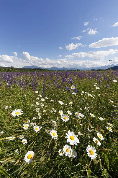 Flower meadow with Daisies -Leucanthemum- and Meadow Sage -Salvia pratensis-, Volkermarkt, Carinthia, Austria