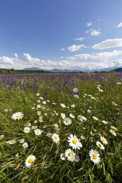 Framed Print : Flower meadow with Daisies -Leucanthemum- and Meadow Sage -Salvia pratensis-, Volkermarkt, Carinthia, Austria