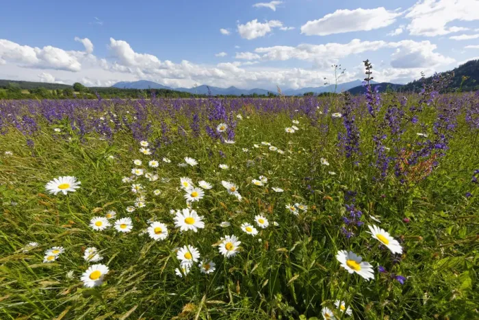 Framed Print : Flower meadow with Daisies -Leucanthemum- and Meadow Sage -Salvia pratensis-, Volkermarkt, Carinthia, Austria Framed Print : Flower meadow with Daisies -Leucanthemum- and Meadow Sage -Salvia pratensis-, Volkermarkt, Carinthia, Austria