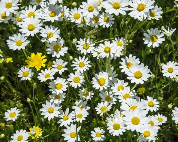 Framed Print : Flower meadow with marguerites, Andalucia, Spain Framed Print : Flower meadow with marguerites, Andalucia, Spain