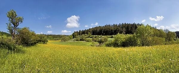 Flower meadow in Morsbachtal valley, Ritter- und Romerweg, trail of the Knights and the Romans near Emsing, Titting, Altmuhltal Nature Park, Bavaria, Germany