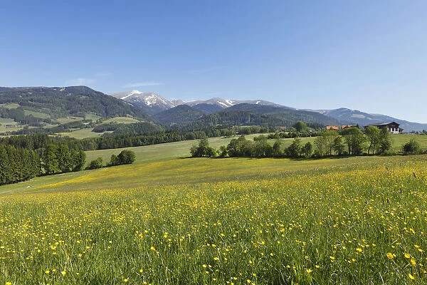 Flower meadow near Seckau, Seckauer Alps, Upper Styria, Styria, Austria, Europe