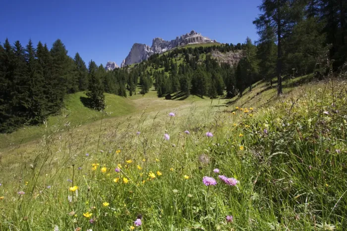 Framed Print : Flower meadow with a rose garden, Passo di Costalunga, South Tyrol, Italy, Europe Framed Print : Flower meadow with a rose garden, Passo di Costalunga, South Tyrol, Italy, Europe