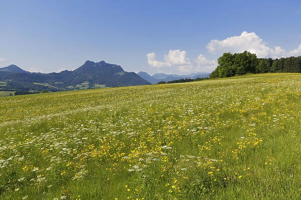 Flower meadow, Samerberg mountain, Wasserwand mountain at the back, Chiemgau, Upper Bavaria, Bavaria, Germany