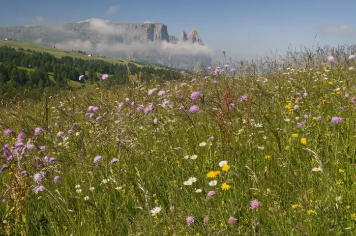 Framed Print : Flower meadow in front of Schlern mountain, Seiser Alm, South Tyrol, Italy, Europe Framed Print : Flower meadow in front of Schlern mountain, Seiser Alm, South Tyrol, Italy, Europe