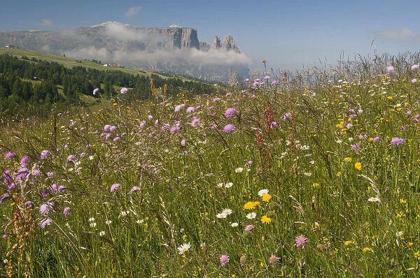 Flower meadow in front of Schlern mountain, Seiser Alm, South Tyrol, Italy, Europe