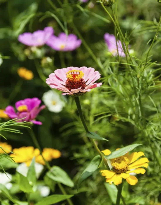 Framed Print : Flower meadow with Zinnias -Zinnia violacea-, India Framed Print : Flower meadow with Zinnias -Zinnia violacea-, India