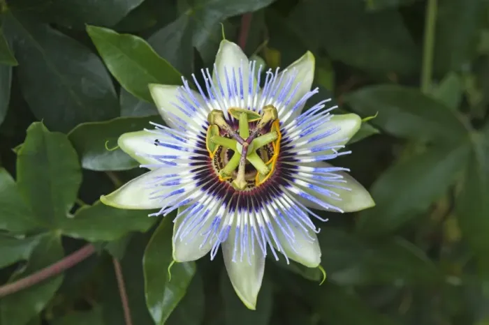 Framed Print : Flower of a Passion Flower -Passiflora sp. -, Bavaria, Germany Framed Print : Flower of a Passion Flower -Passiflora sp. -, Bavaria, Germany