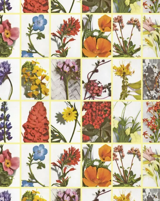 Framed Print : Flower Pattern Framed Print : Flower Pattern