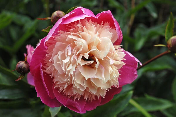 Flower of a peony -Paeonia-, with buds