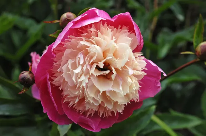 Framed Print : Flower of a peony -Paeonia-, with buds Framed Print : Flower of a peony -Paeonia-, with buds