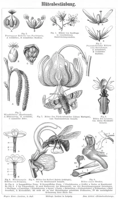 Framed Print : Flower pollination engraving 1895