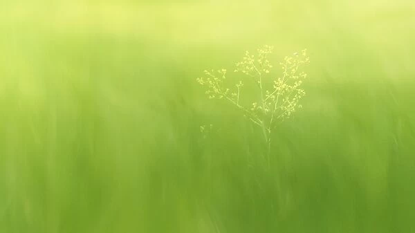 a flower with very soft green meadow background
