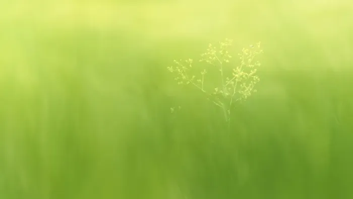 Framed Print : a flower with very soft green meadow background Framed Print : a flower with very soft green meadow background