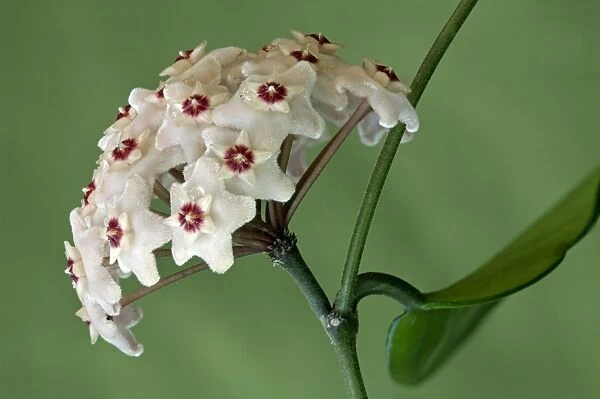 Flower umbel of a Wax Plant -Hoya carnosa-