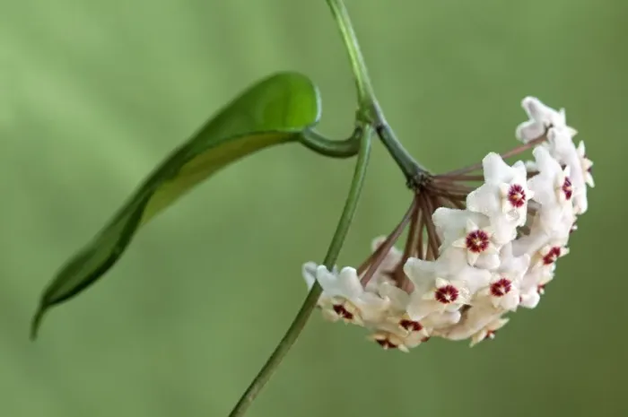 Framed Print : Flower umbel of a Wax Plant -Hoya carnosa-