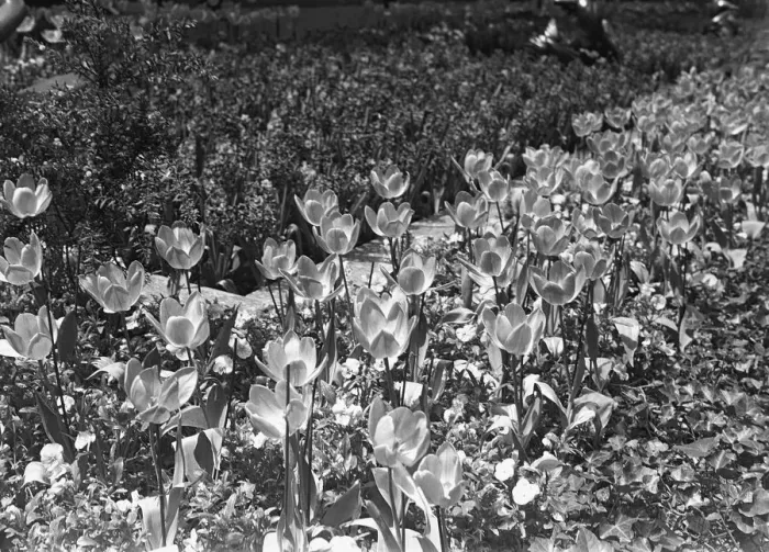 Framed Print : Flowerbed, (B&W), close-up