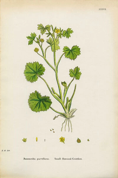 Flowered Crowfoot, Ranunculus parviflorus, Victorian Botanical Illustration, 1863
