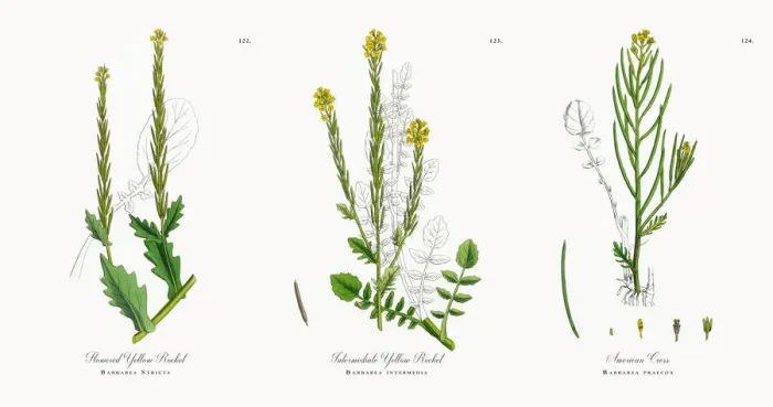 Framed Print : Flowered Yellow Rocket, Barbarea Stricta, Victorian Botanical Illustration, 186 Framed Print : Flowered Yellow Rocket, Barbarea Stricta, Victorian Botanical Illustration, 186