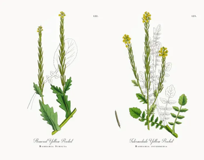 Framed Print : Flowered Yellow Rocket, Barbarea Stricta, Victorian Botanical Illustration, 1863 Framed Print : Flowered Yellow Rocket, Barbarea Stricta, Victorian Botanical Illustration, 1863