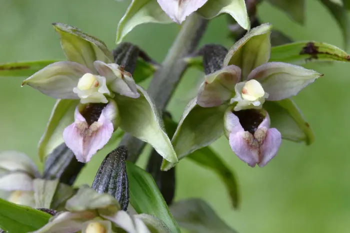Framed Print : Flowering Broad-leaved Helleborine -Epipactis helleborine-, Neunkirchen in Siegerland, North Rhine-Westphalia, Germany, Europe