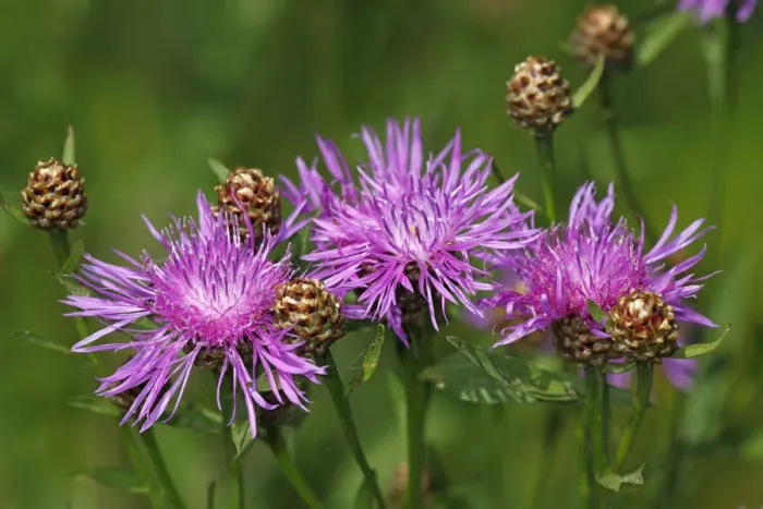 Framed Print : Flowering Brown Knapweed or Brownray Knapweed -Centaurea jacea- Framed Print : Flowering Brown Knapweed or Brownray Knapweed -Centaurea jacea-