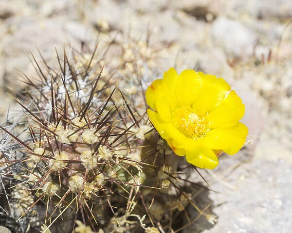 Flowering cactus, Arica y Parinacota Region, Chile