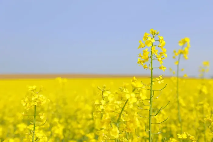 Framed Print : Flowering canola field -Brassica napus-