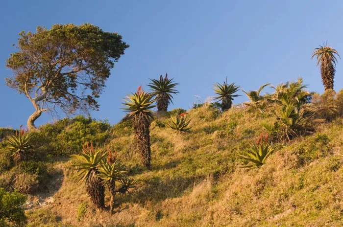 Framed Print : Flowering Cape Aloe -Aloe ferox-, Wild Coast, Eastern Cape, South Africa, Africa Framed Print : Flowering Cape Aloe -Aloe ferox-, Wild Coast, Eastern Cape, South Africa, Africa