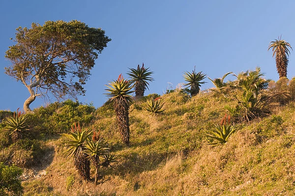 Flowering Cape Aloe -Aloe ferox-, Wild Coast, Eastern Cape, South Africa, Africa