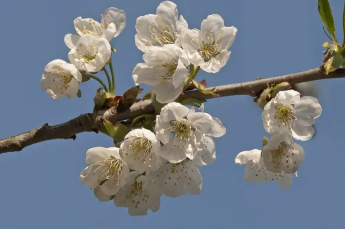 Framed Print : Flowering Cherry -Prunus avium-, peduncle, Untergroningen, Abtsgmuend, Baden-Wurttemberg, Germany Framed Print : Flowering Cherry -Prunus avium-, peduncle, Untergroningen, Abtsgmuend, Baden-Wurttemberg, Germany