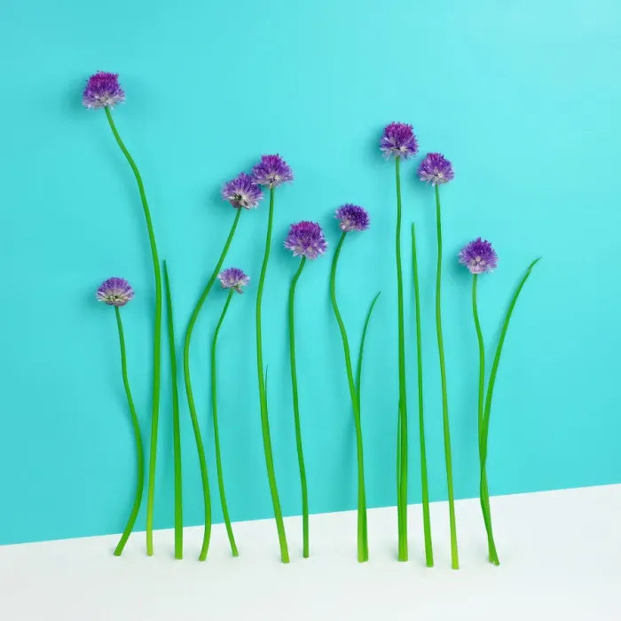 Framed Print : Flowering Chive Blossoms Framed Print : Flowering Chive Blossoms