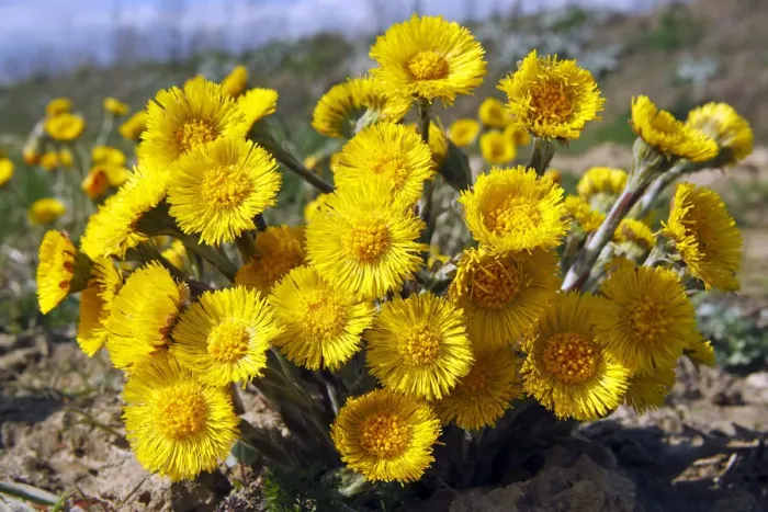 Framed Print : Flowering coltsfoot foalfoot -Tussilago farfara- medicinal plant Framed Print : Flowering coltsfoot foalfoot -Tussilago farfara- medicinal plant