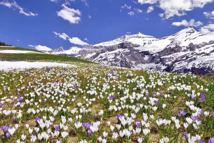 Framed Print : Flowering Crocus meadow near Les Diablerets with views of Oldenhorn, Sex Rouge, Canton of Bern, Canton of Vaud, Switzerland Framed Print : Flowering Crocus meadow near Les Diablerets with views of Oldenhorn, Sex Rouge, Canton of Bern, Canton of Vaud, Switzerland