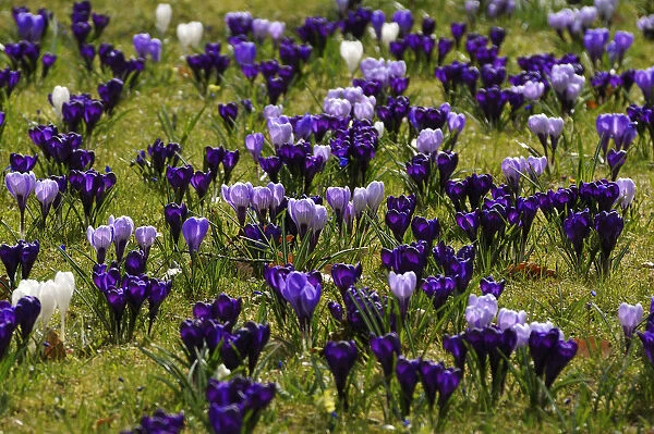 Flowering crocuses -Crocus- on a lawn in Erlangen city park, Erlangen, Middle Franconia, Bavaria, Germany