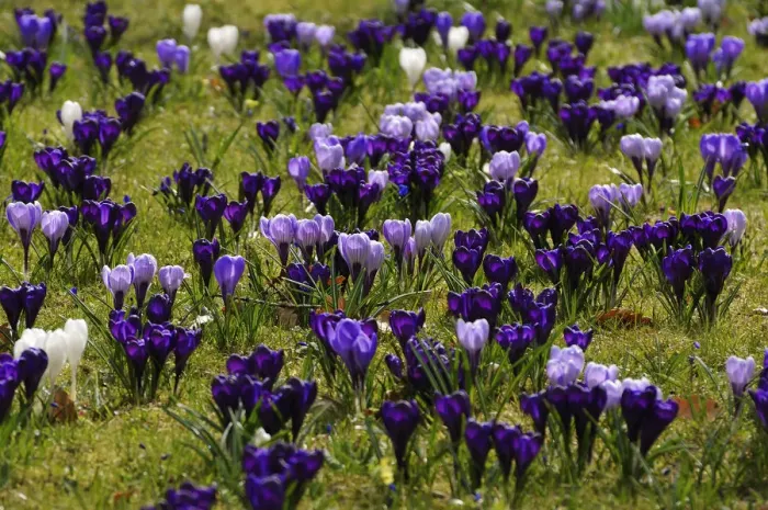 Framed Print : Flowering crocuses -Crocus- on a lawn in Erlangen city park, Erlangen, Middle Franconia, Bavaria, Germany Framed Print : Flowering crocuses -Crocus- on a lawn in Erlangen city park, Erlangen, Middle Franconia, Bavaria, Germany